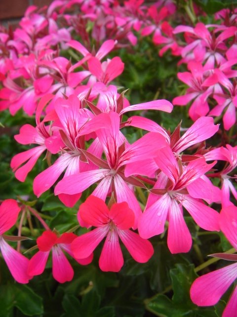Pelargonium peltatum 'Desrumeaux rose'